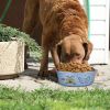 Multi Print Stainless Steel Dog Bowl By Bella N Chaser-Set of 2 - as Pic